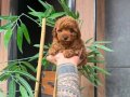 Minik Poodle Bebeklerimiz yeni yuvasına gitmeye hazırrr