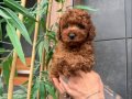 Minik Poodle Bebeklerimiz yeni yuvasına gitmeye hazırrr