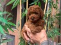 Minik Poodle Bebeklerimiz yeni yuvasına gitmeye hazırrr