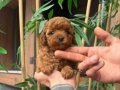 Minik Poodle Bebeklerimiz yeni yuvasına gitmeye hazırrr