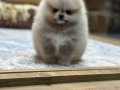 Mini Minnacık Pomeranian Yavrularımıızz