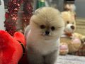 Mini Minnacık Pomeranian Yavrularımıızz