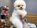 Mini Minnacık Pomeranian Yavrularımıızz