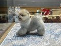 Mini Minnacık Pomeranian Yavrularımıızz