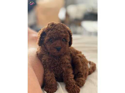 Dişi 2 Aylık Safkan Red Toy Poodle