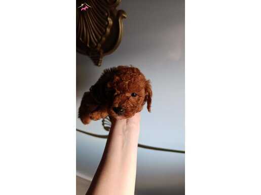 SEVİMLİ IRK TOY POODLE