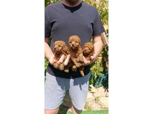 RED TOY POODLE KARDEŞLER