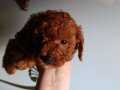 SEVİMLİ IRK TOY POODLE