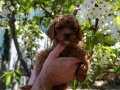 RED TOY POODLE