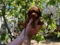 SEVİMLİ IRK KORE POODLE