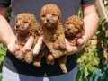 RED TOY POODLE KARDEŞLER