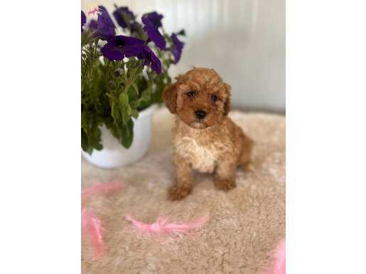 Acele Edene Aşılı Irk Garantili Toy Poodle Yavrular
