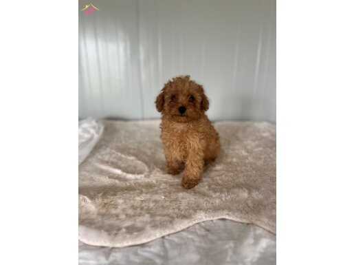Irk Garantili Aşılı Toy Poodle Bebekler
