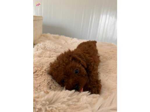 Kore Toy Poodle Yavrular
