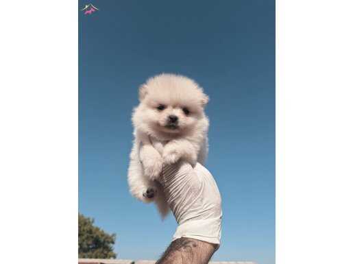 Ayı Surat Pomeranian Boo Yavrular