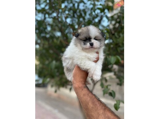 Çok Üst Kalite Erkek ve Dişi Boo Yavrular