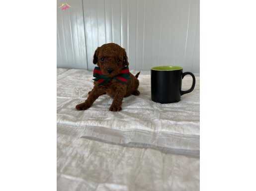 Kore Toy Poodle Dişi ve Erkek Yavrular