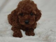 Kore Kan Dişi Toy Poodle