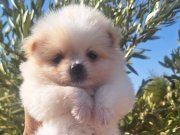 Pomeranian Boo Dişi Erkek Yavrularımız