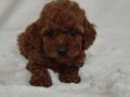 Kore Kan Dişi Toy Poodle