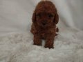 Kore Kan Dişi Toy Poodle