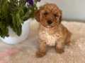 Acele Edene Aşılı Irk Garantili Toy Poodle Yavrular