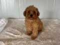 Irk Garantili Aşılı Toy Poodle Bebekler
