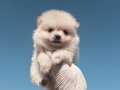 Ayı Surat Pomeranian Boo Yavrular