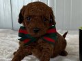 Kore Toy Poodle Dişi ve Erkek Yavrular