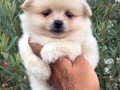 Pomeranian Boo Ayı Surat Bebekler Kalitee