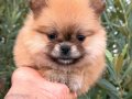 Pomeranian Boo Ayı Surat Bebekler Kalitee