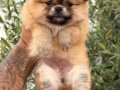 Pomeranian Boo Ayı Surat Bebekler Kalitee