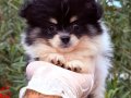 Pomeranian Boo Ayı Surat Bebekler Kalitee