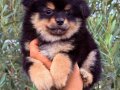 Pomeranian Boo Ayı Surat Bebekler Kalitee