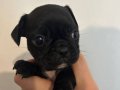 Pug Yeni yavrular