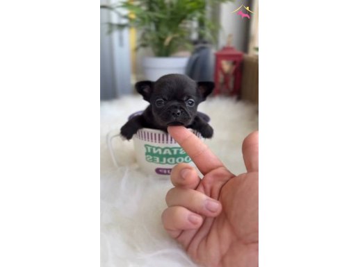 Chihuahua   Minyatür 