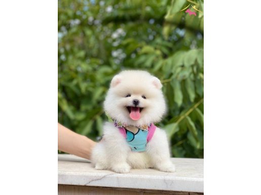 POMERANİAN BOO YAVRULARIMIZ KARŞINIZDA