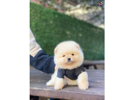 POMERANİAN BOO YAVRULARIMIZ
