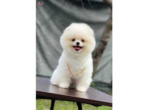 BİBLO POMERANİAN BOO YAVRULARIMIZ