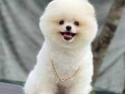 BİBLO POMERANİAN BOO YAVRULARIMIZ