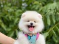 POMERANİAN BOO YAVRULARIMIZ KARŞINIZDA