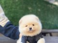 POMERANİAN BOO YAVRULARIMIZ