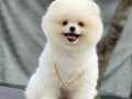 BİBLO POMERANİAN BOO YAVRULARIMIZ