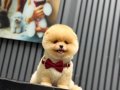 Pomeranian boo yavrularımız