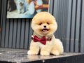 Pomeranian boo yavrularımız