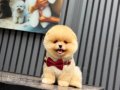 Pomeranian boo yavrularımız