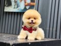 Pomeranian boo yavrularımız