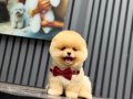 Pomeranian boo yavrularımız