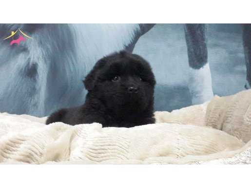NEWFOUNDLAND YAVRULARIMIZ