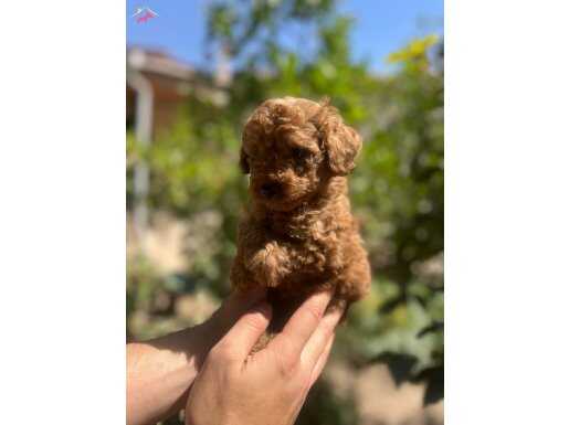 Red Brown Toy Poodle 
